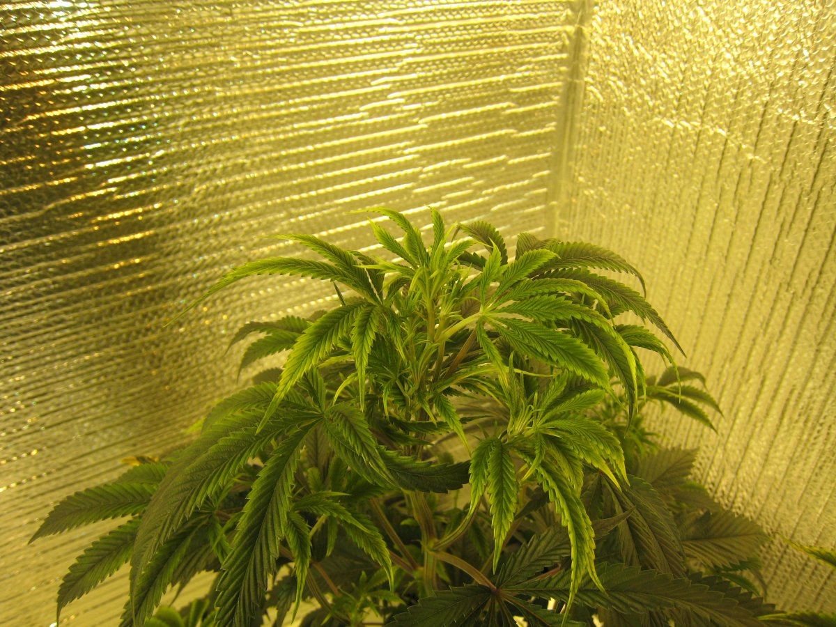 New growth light green on outside 2