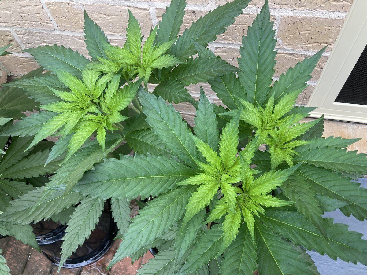 New growth light green why 3