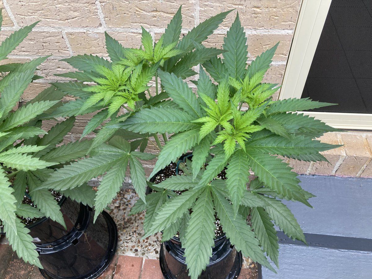 New growth light green why 4