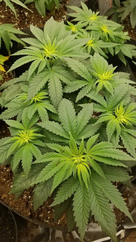 New growth limegreenyellowwhite 4