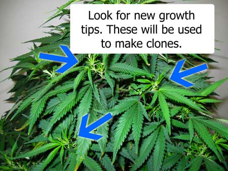 New growth tips cloning sm