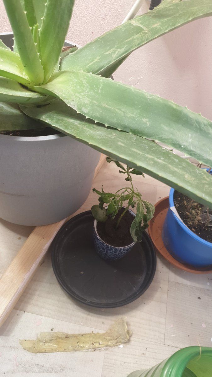 IMG-20251106-WA0006.jpeg