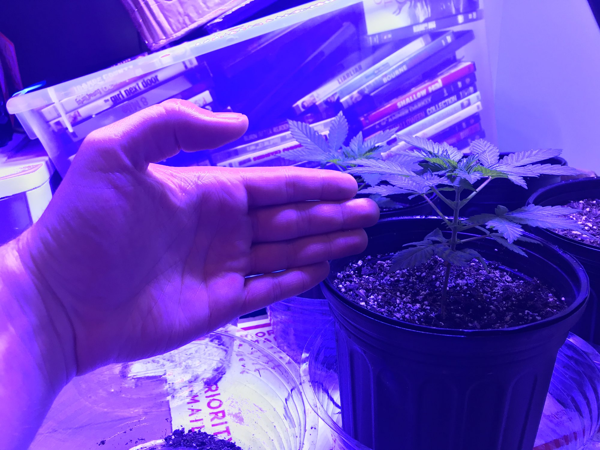 New here and a beginner grower 2