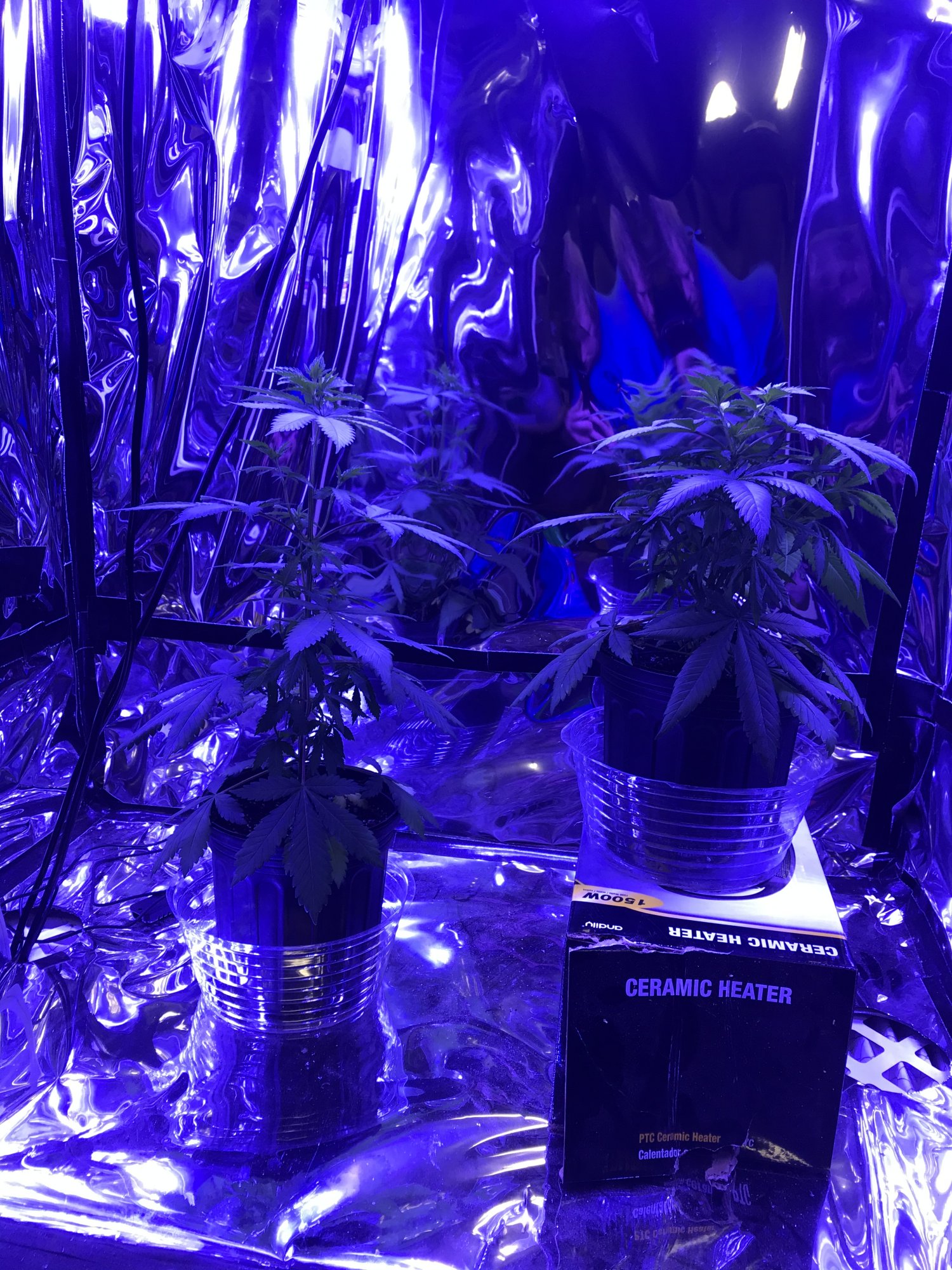New here and a beginner grower 3