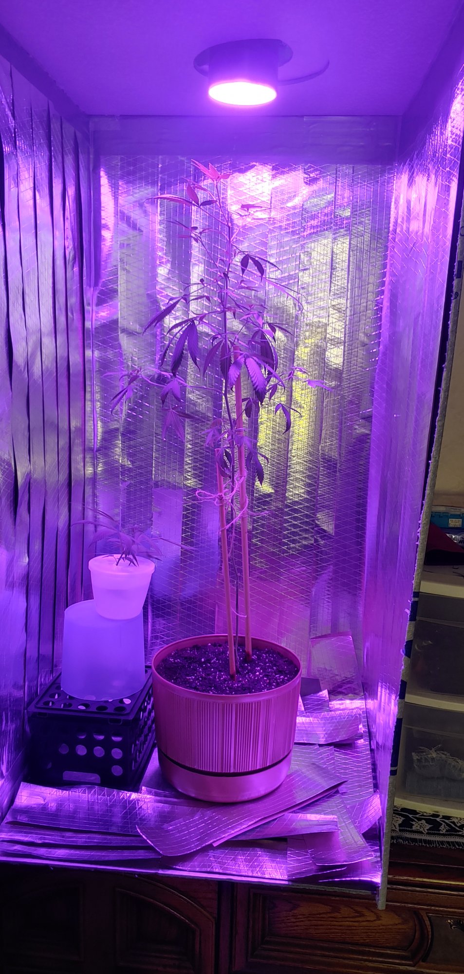 New here and new to growing 3