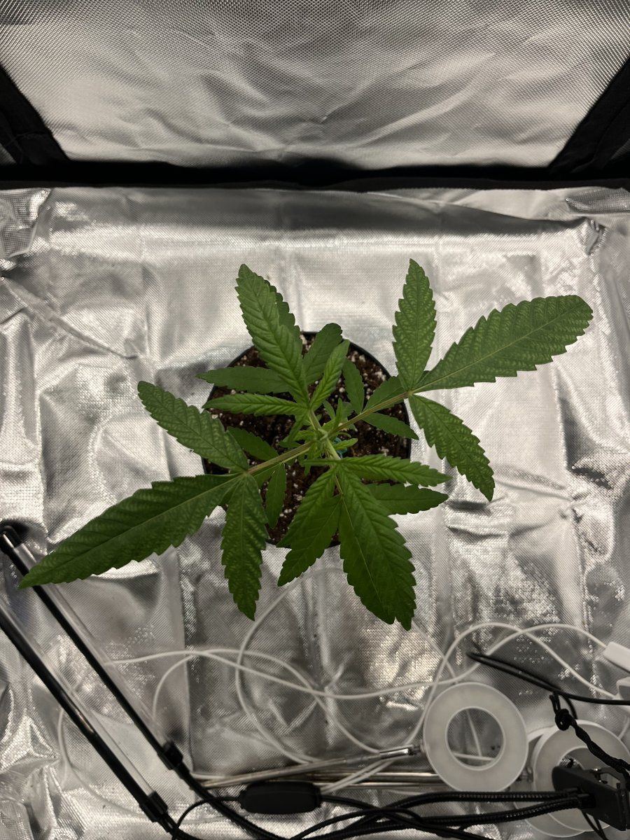 New here and very first grow 2