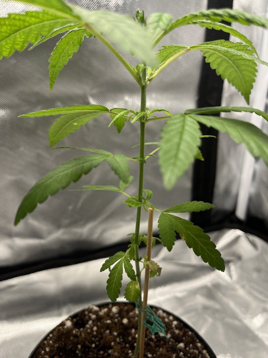 New here and very first grow 3