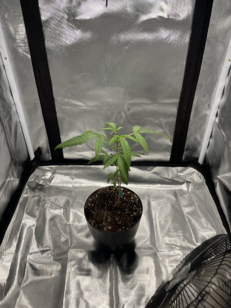 New here and very first grow