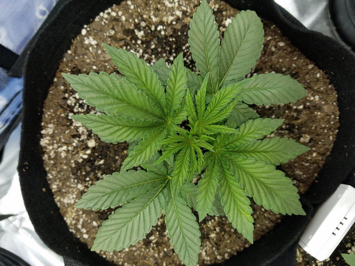 New here first grow 2 weeks hows it look 2