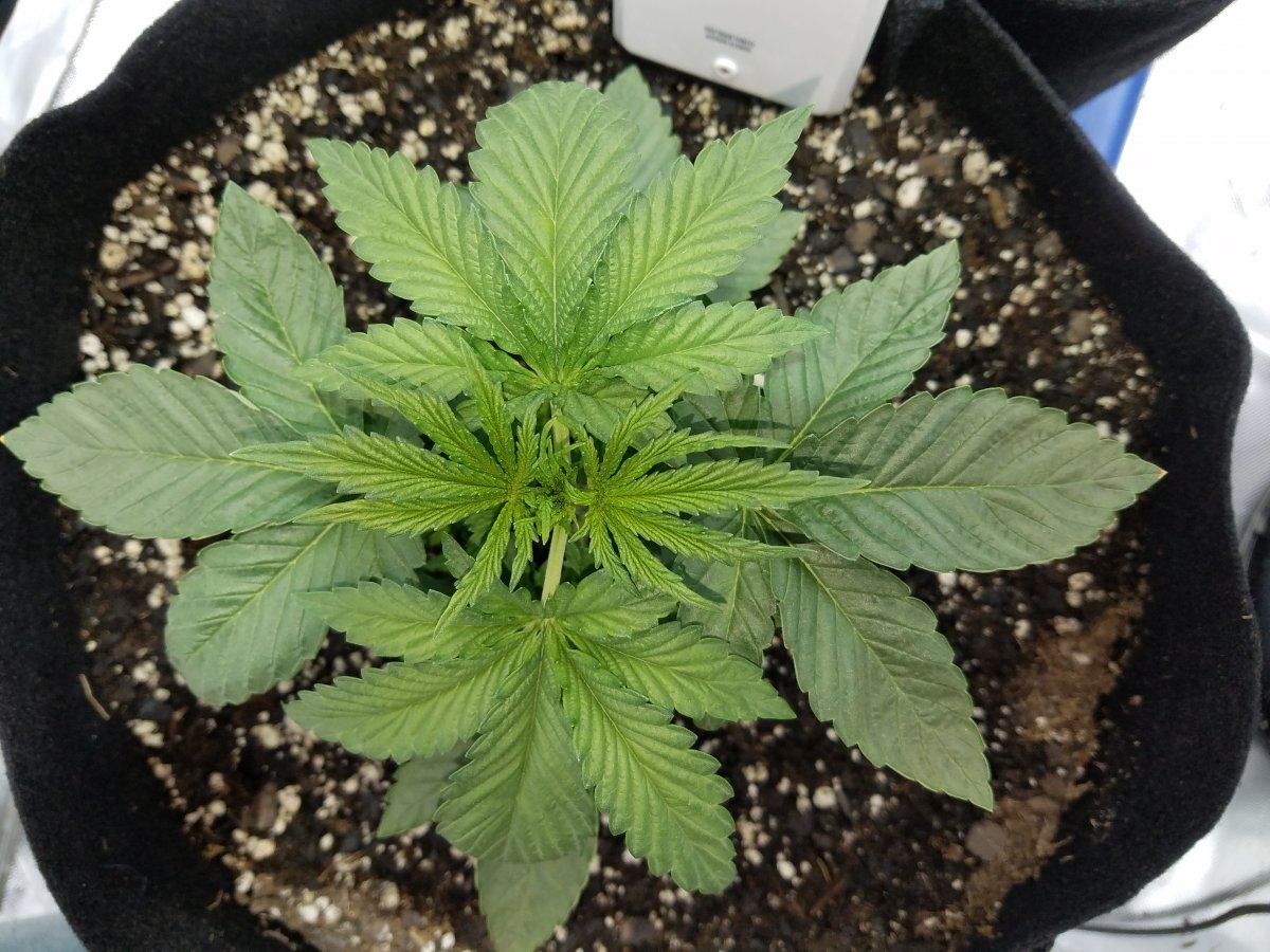 New here first grow 2 weeks hows it look 3