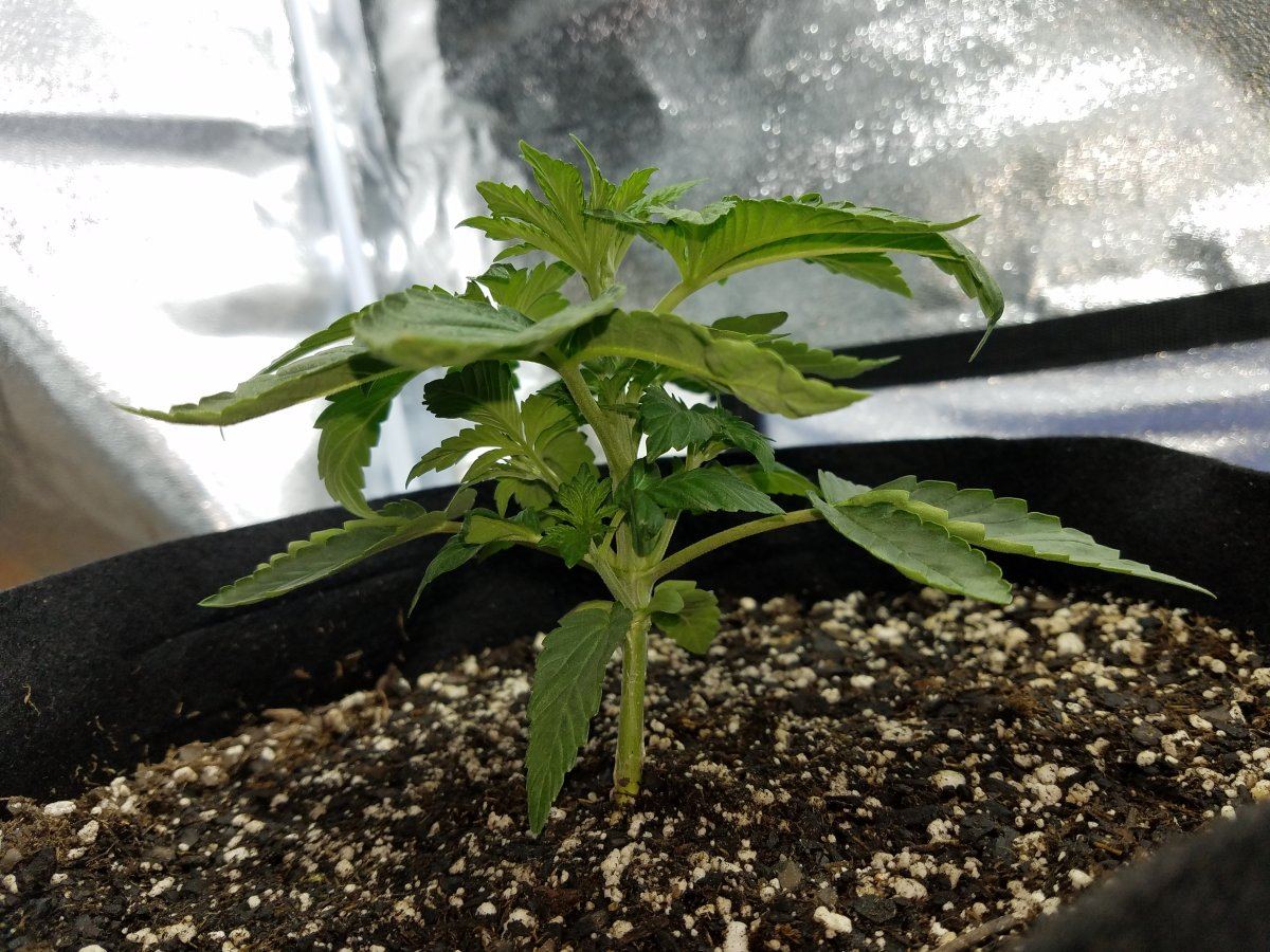 New here first grow 2 weeks hows it look