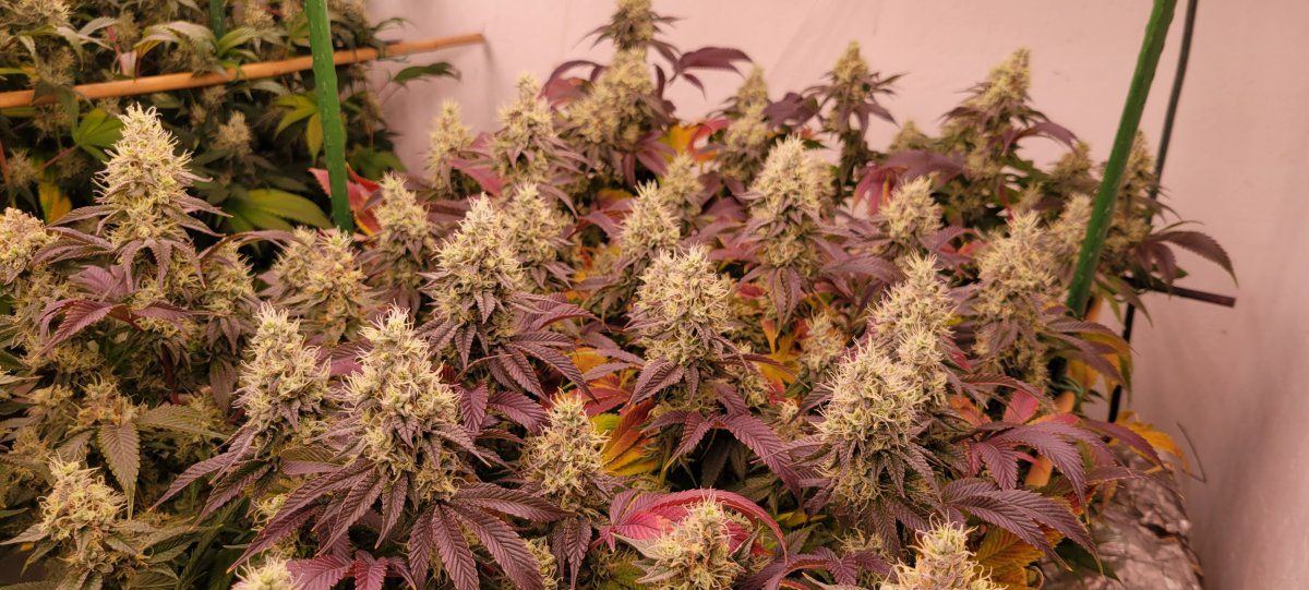 New here hi here is my current grow 3