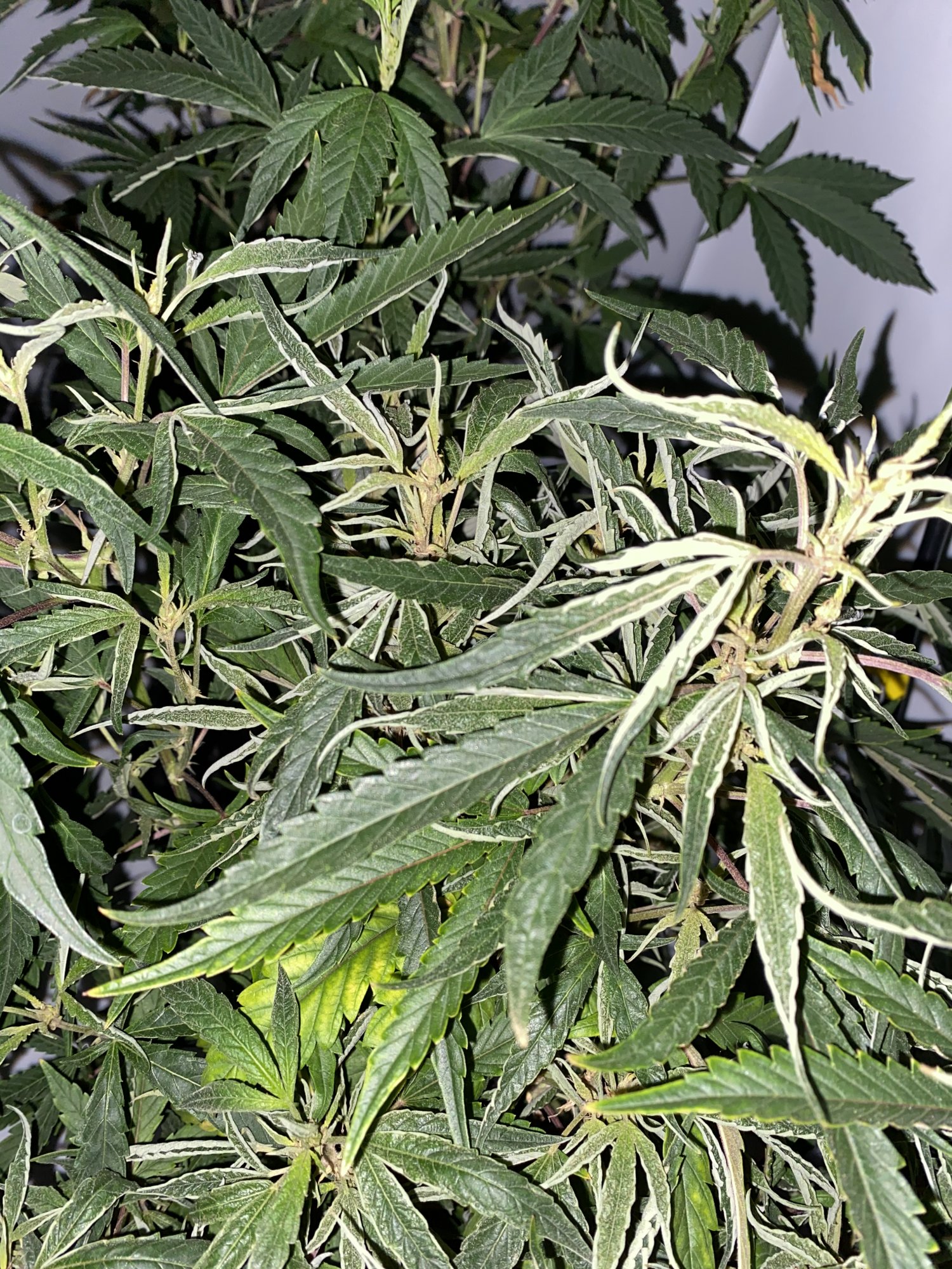 New here please help now 3