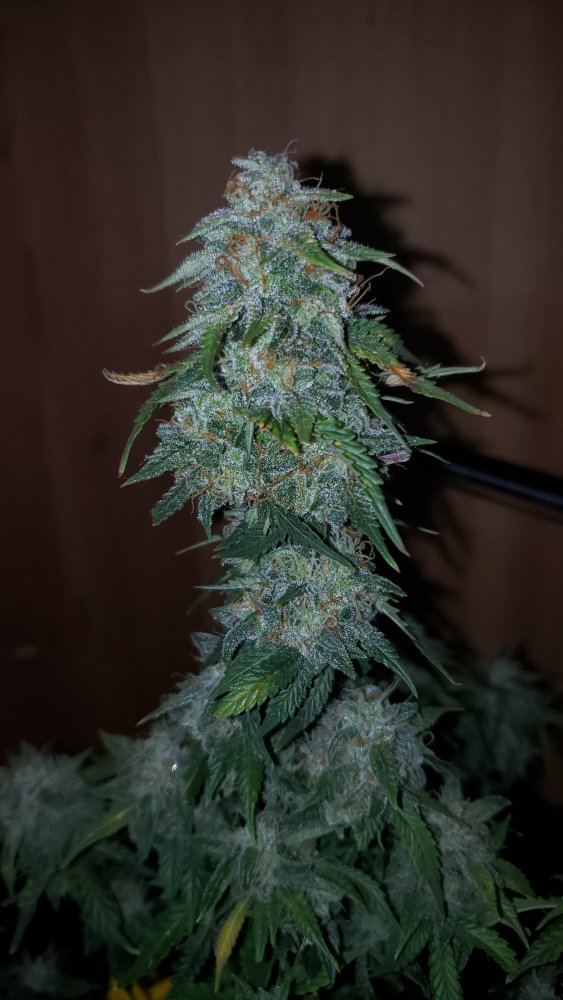New here second grow how close to harvest 2