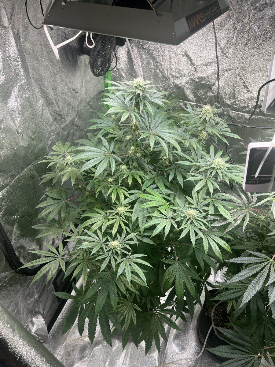 New here started my first ever grow not to long ago 3