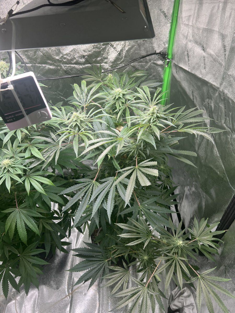 New here started my first ever grow not to long ago 4