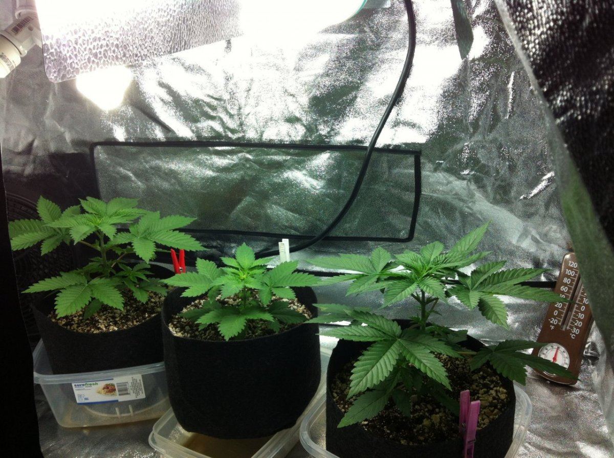 New here tent grow 2