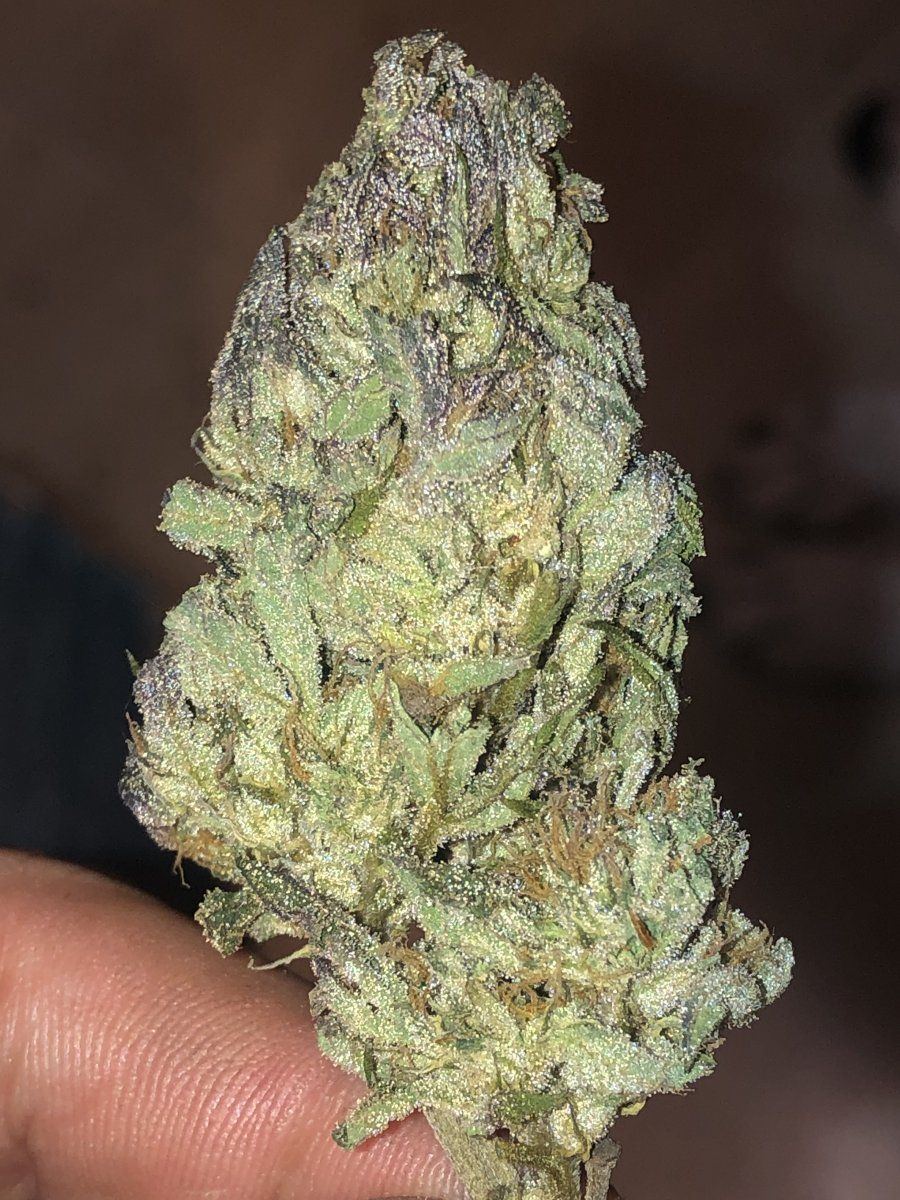 New here what do you think of this og kush 7