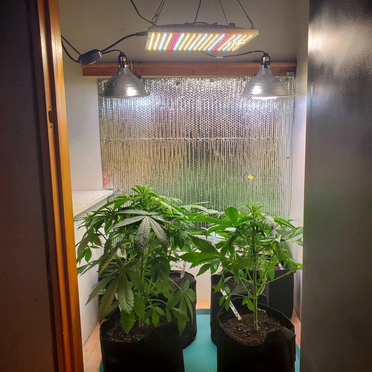New herewould love advice on 1st indoor growpics  specifics in post 2