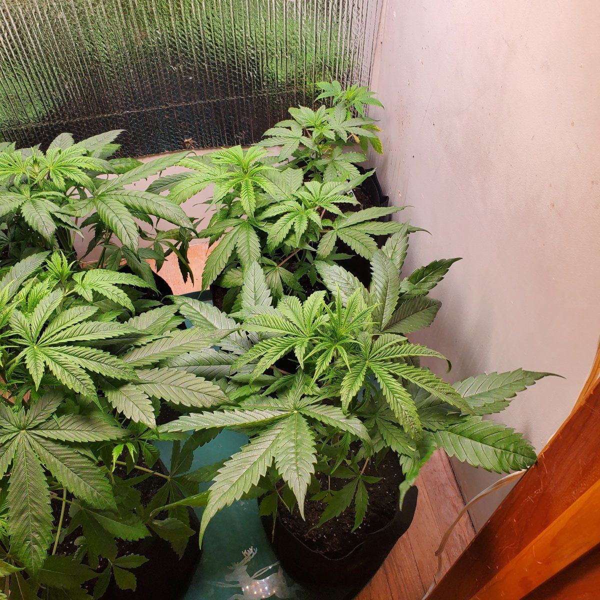 New herewould love advice on 1st indoor growpics  specifics in post 4
