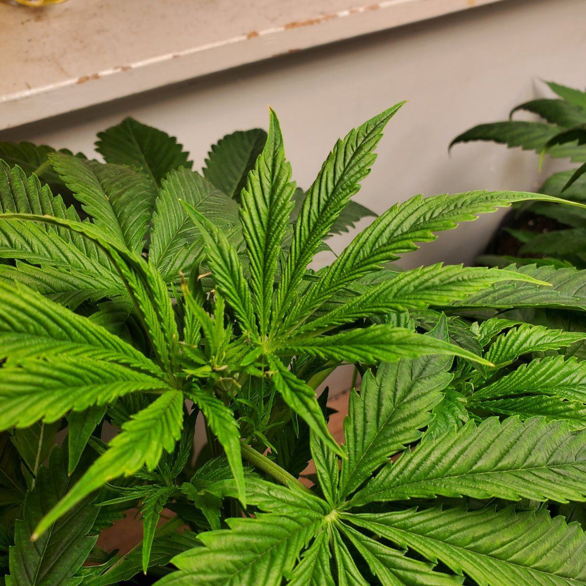 New herewould love advice on 1st indoor growpics  specifics in post 8