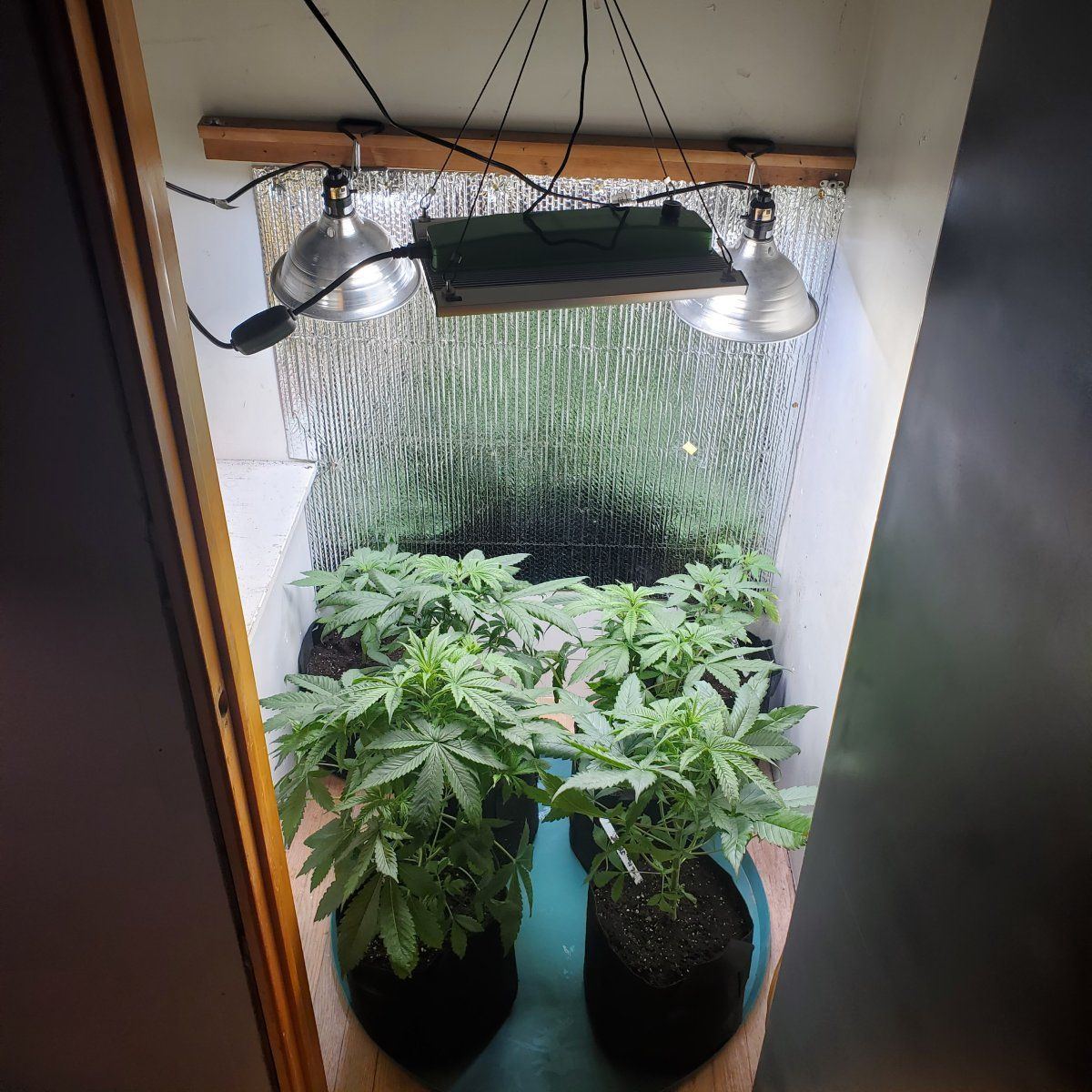 New herewould love advice on 1st indoor growpics  specifics in post