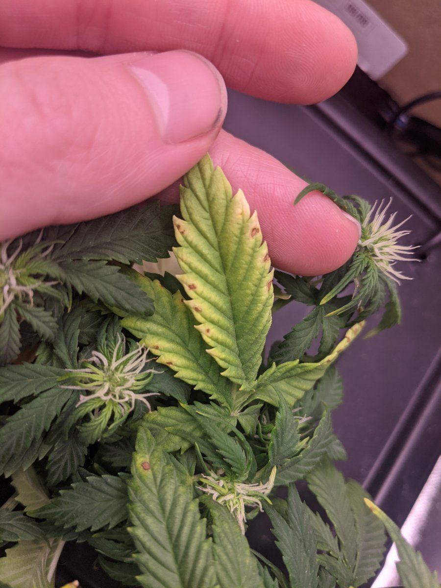 New hydro grower here 3