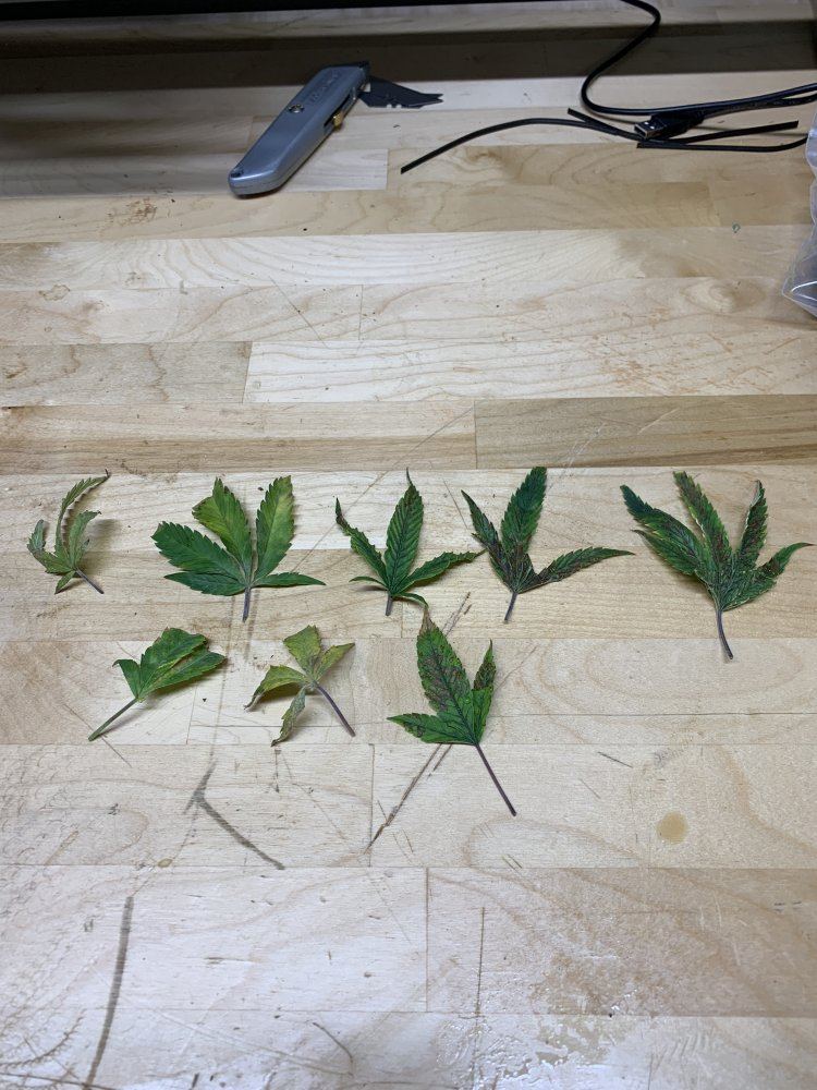 New hydroponic grower   need help with leaf rusting 2