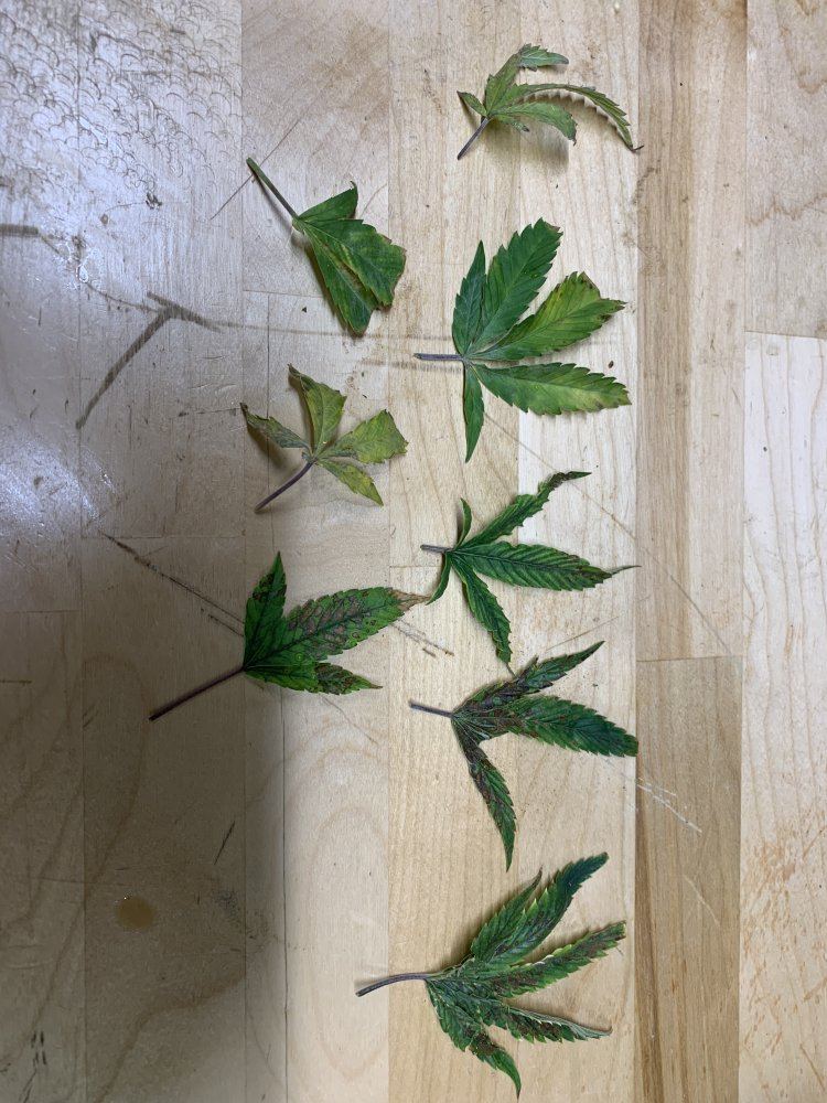 New hydroponic grower   need help with leaf rusting
