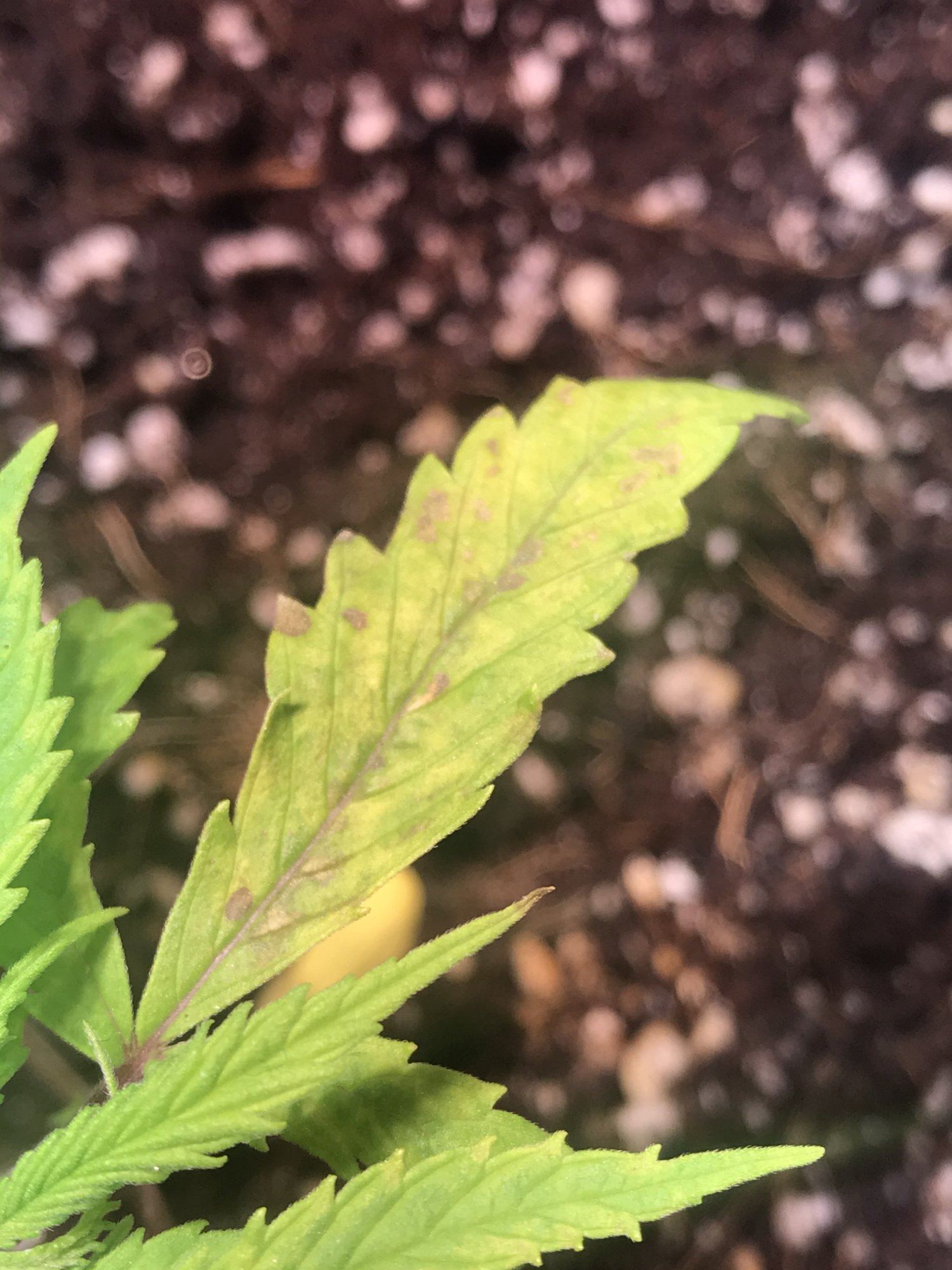 New leaves forming weird help plz 3