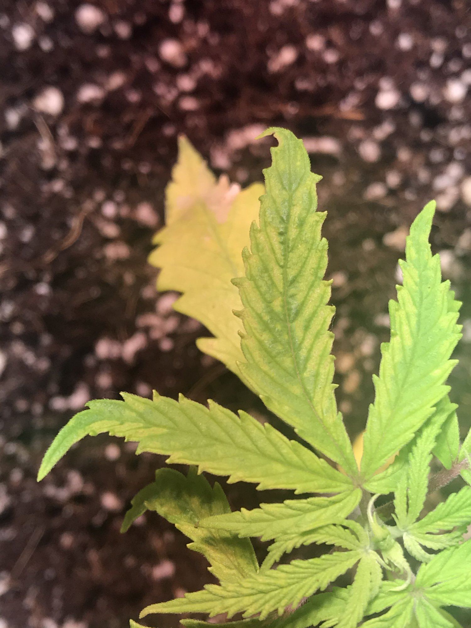 New leaves forming weird help plz 4