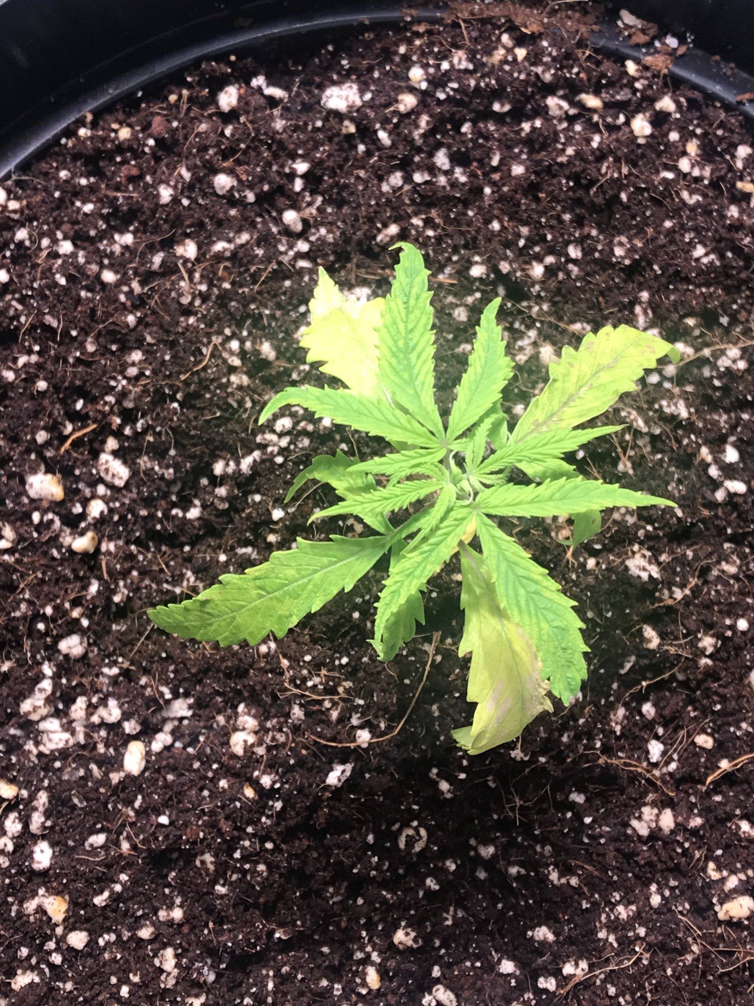 New leaves forming weird help plz 5