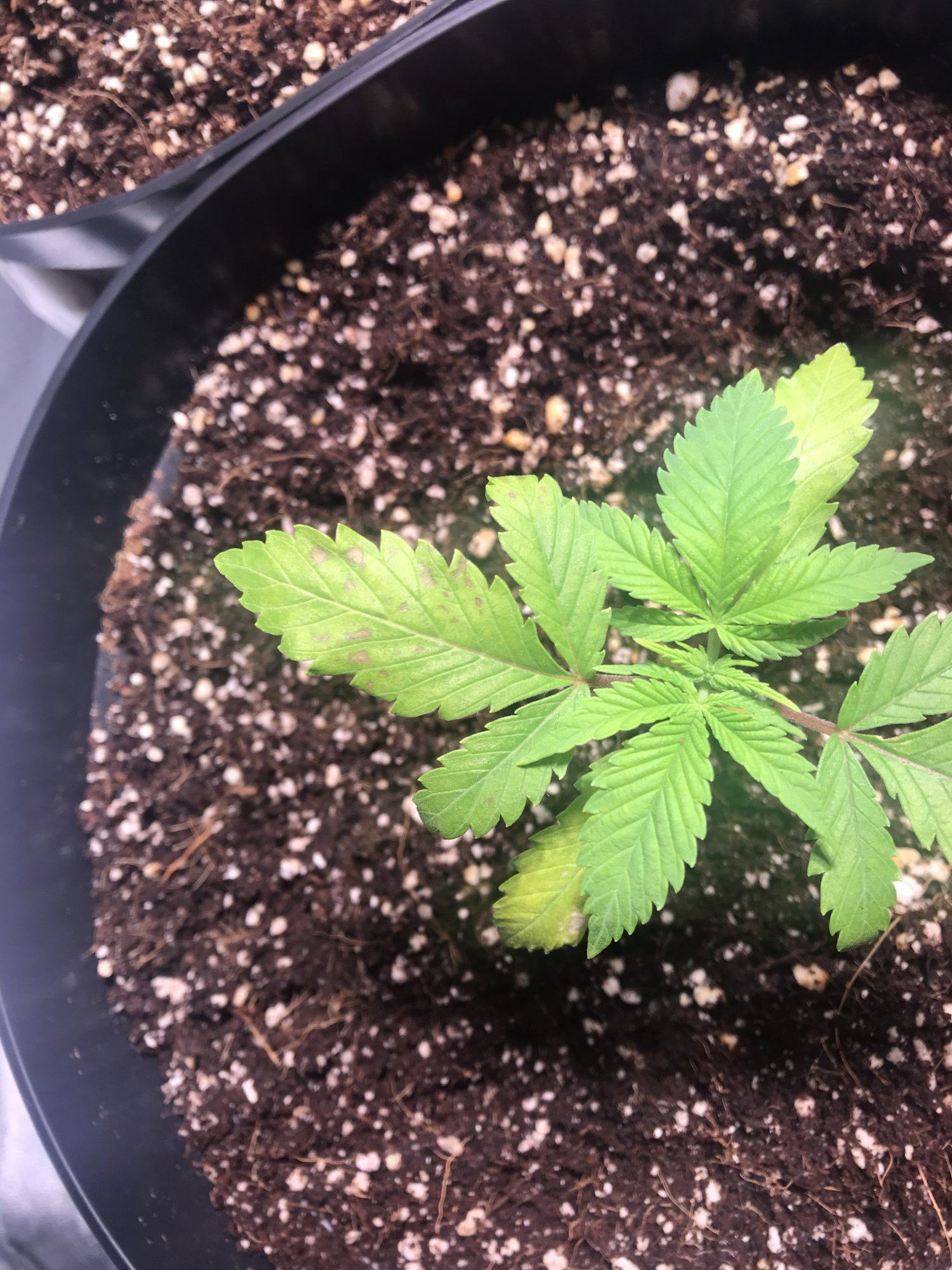 New leaves forming weird help plz 6