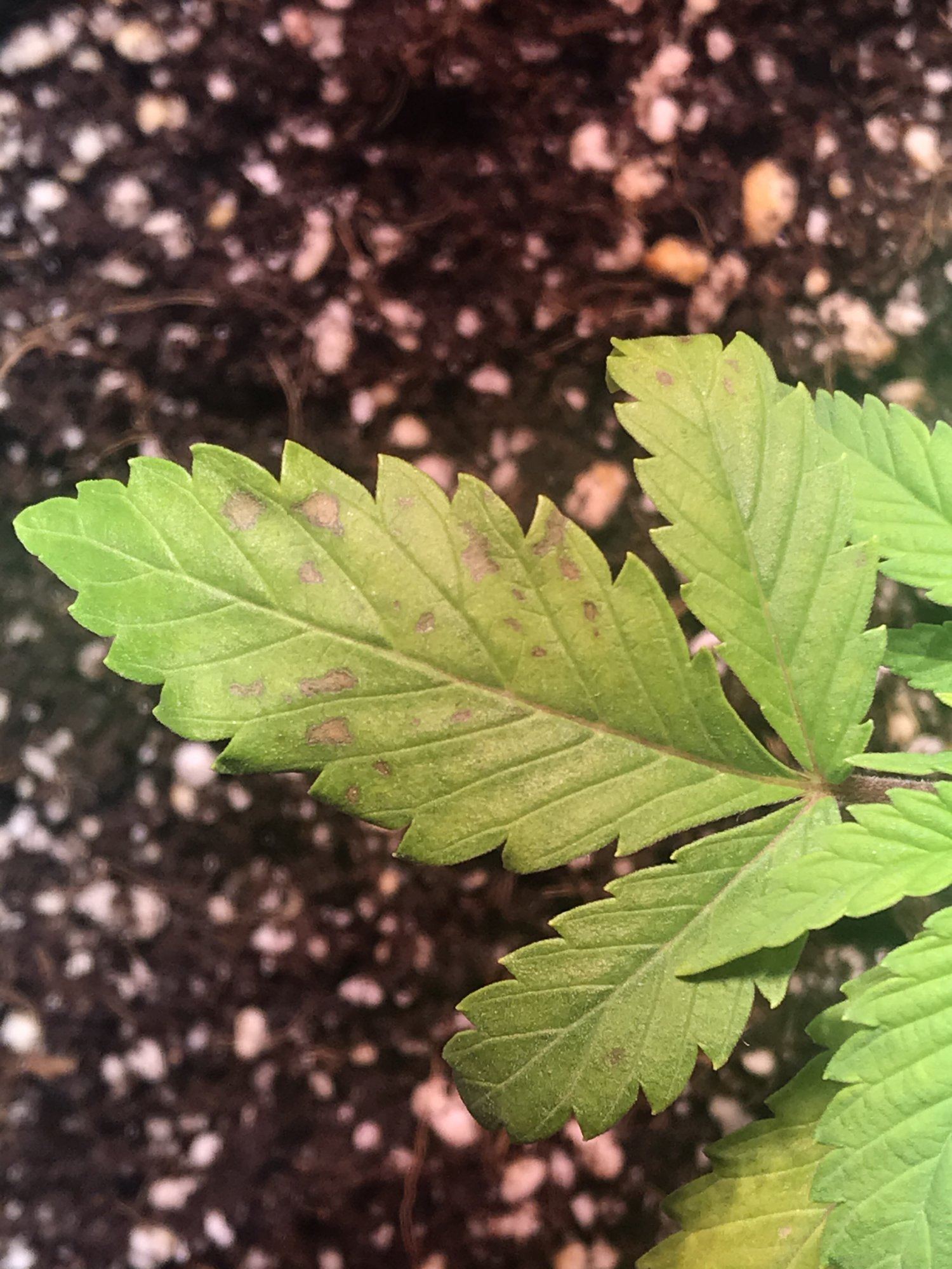 New leaves forming weird help plz 7