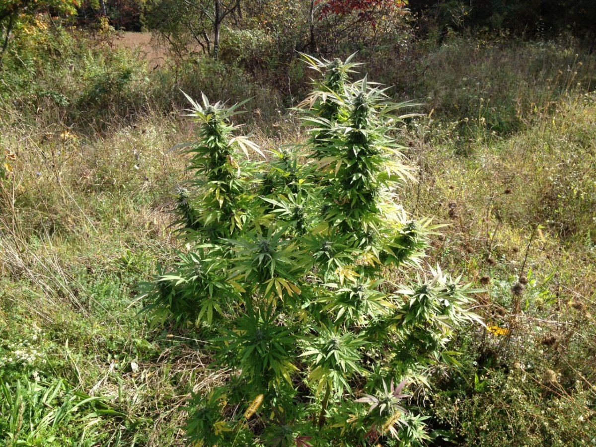 New lime cookies 004