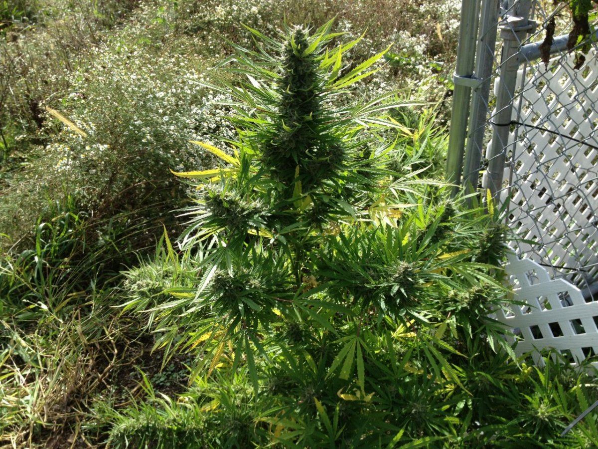 New lime cookies 006