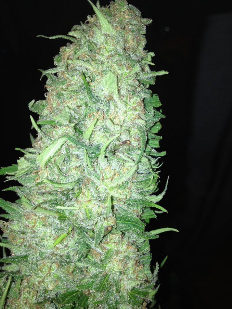 New lime cookies 013