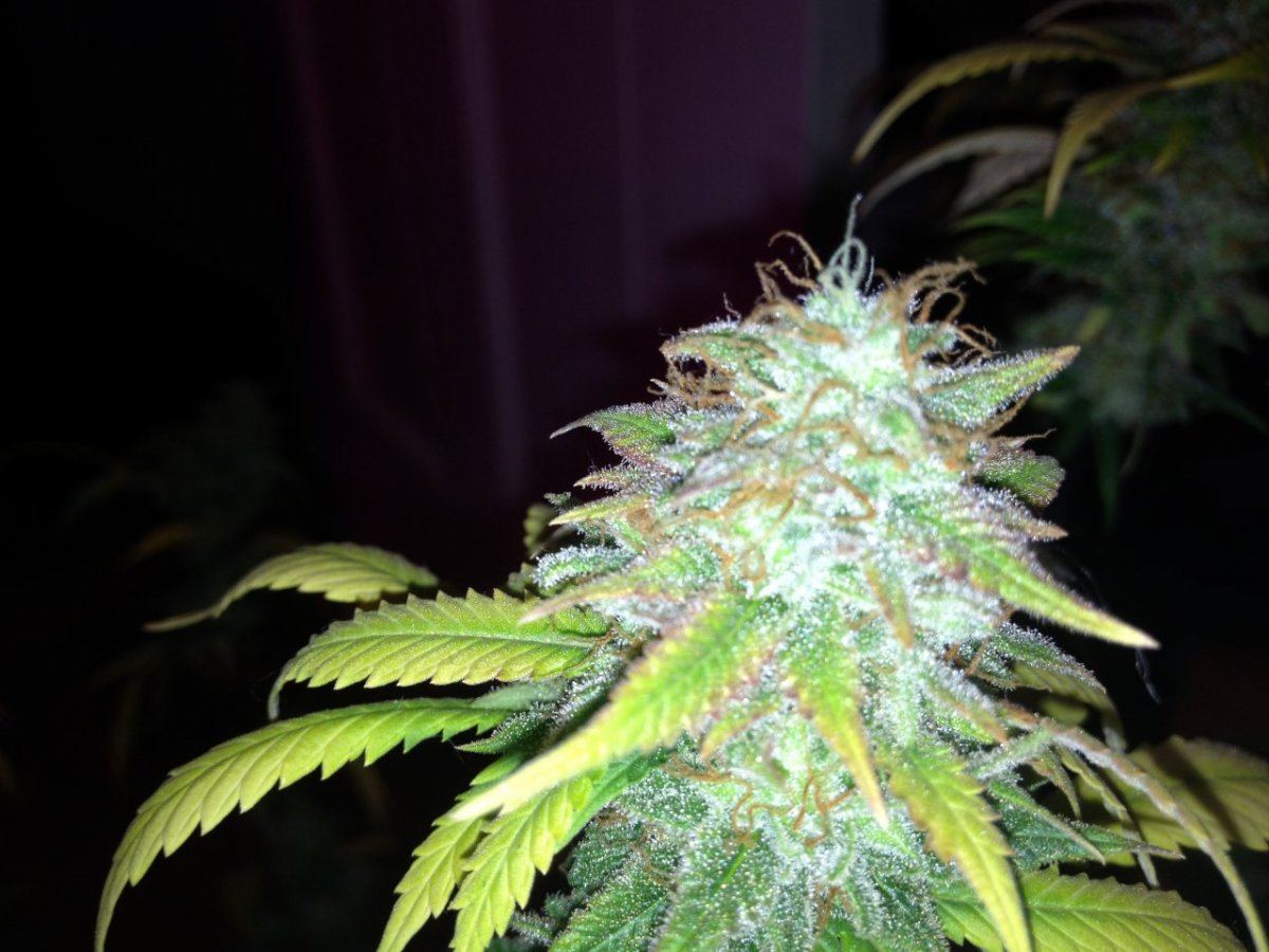 New lime cookies 019