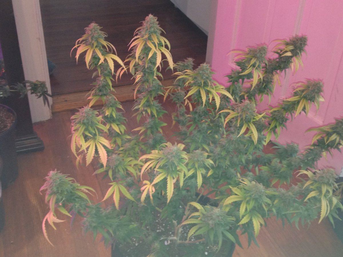 New lime cookies 020