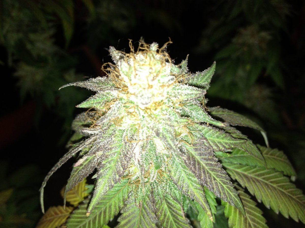 New lime cookies 022