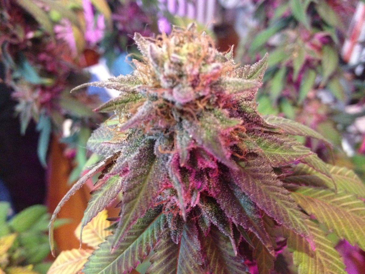 New lime cookies 023