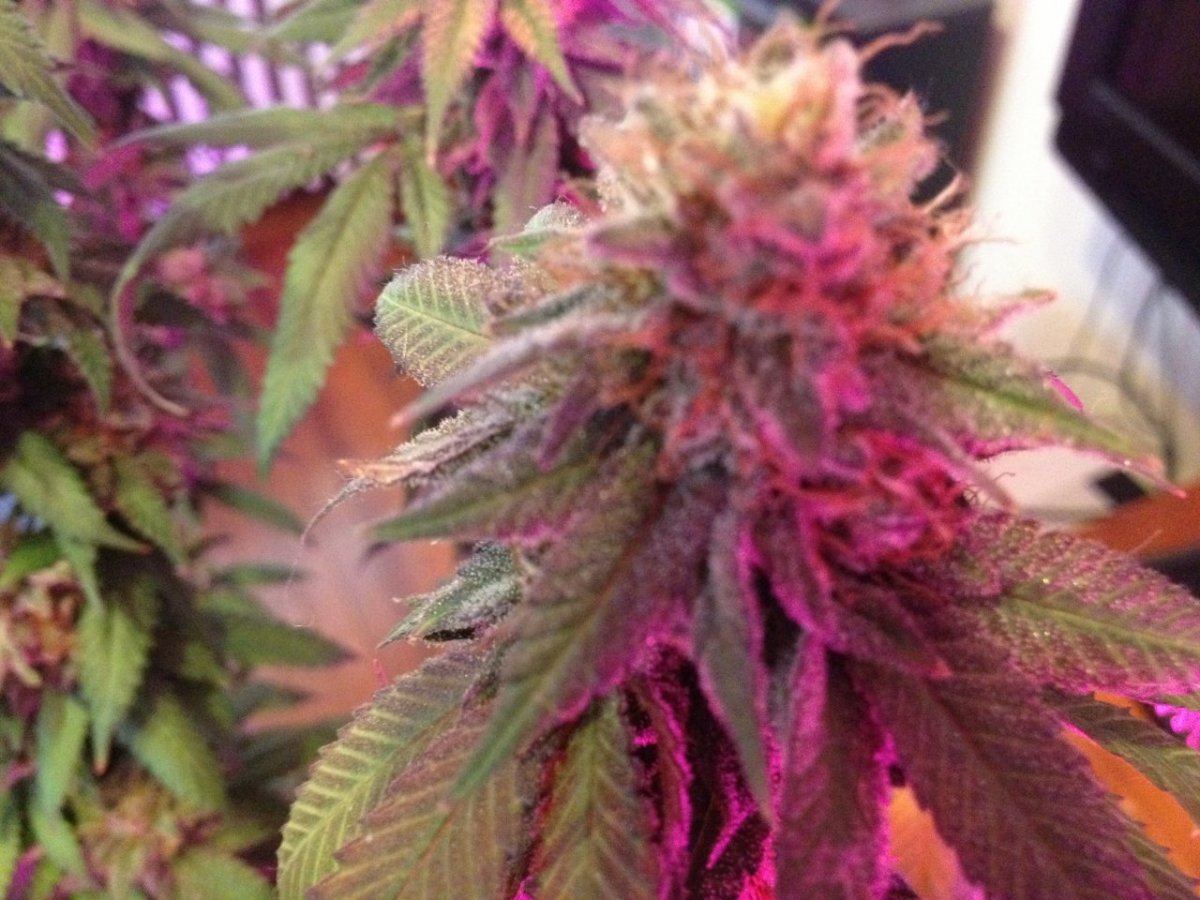 New lime cookies 024