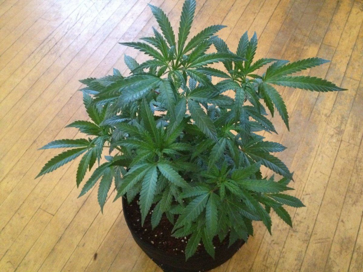 New lime cookies 026