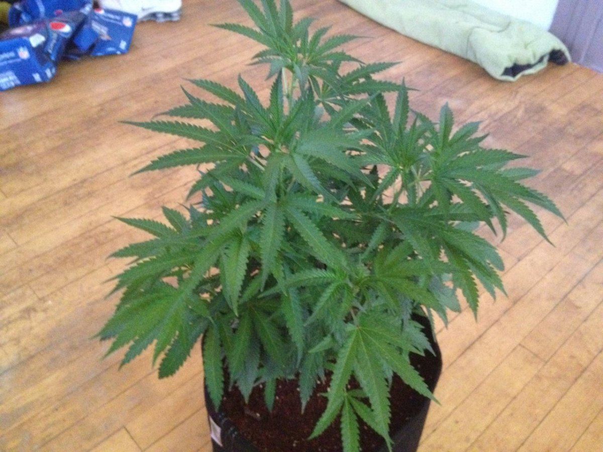 New lime cookies 031