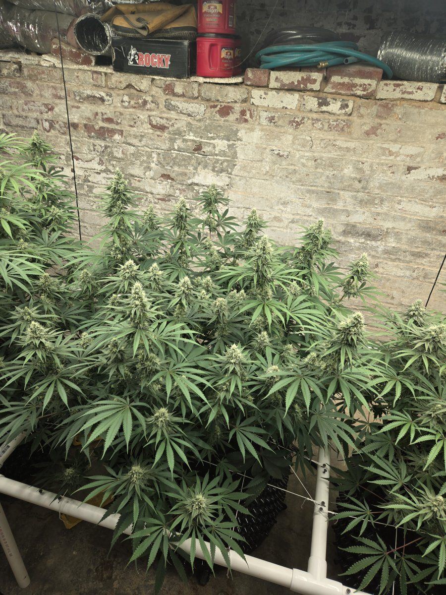 New mammoth mint white grow 2