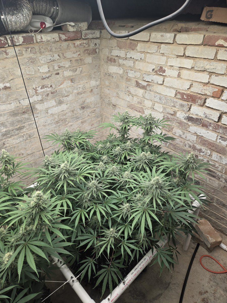 New mammoth mint white grow 3
