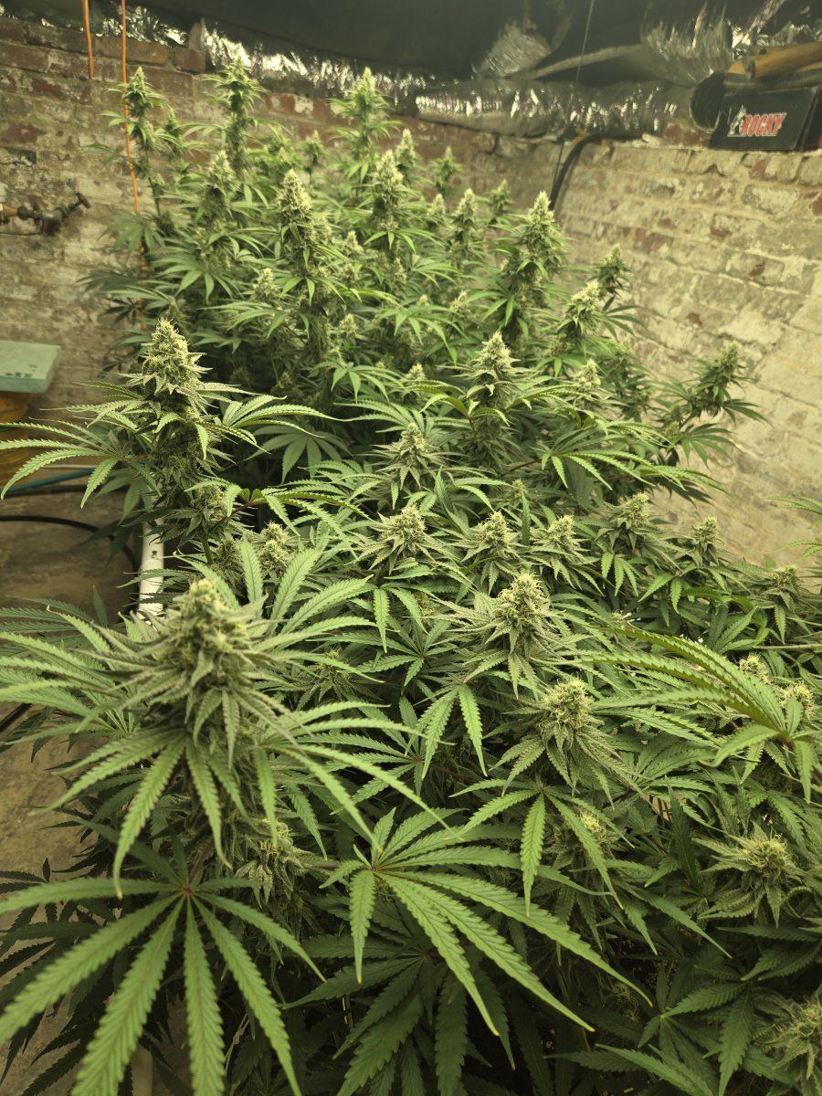 New mammoth mint white grow 4
