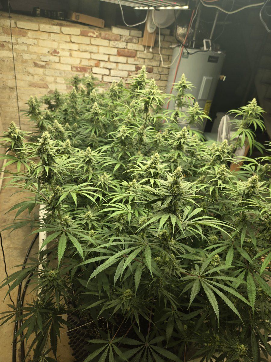 New mammoth mint white grow 5