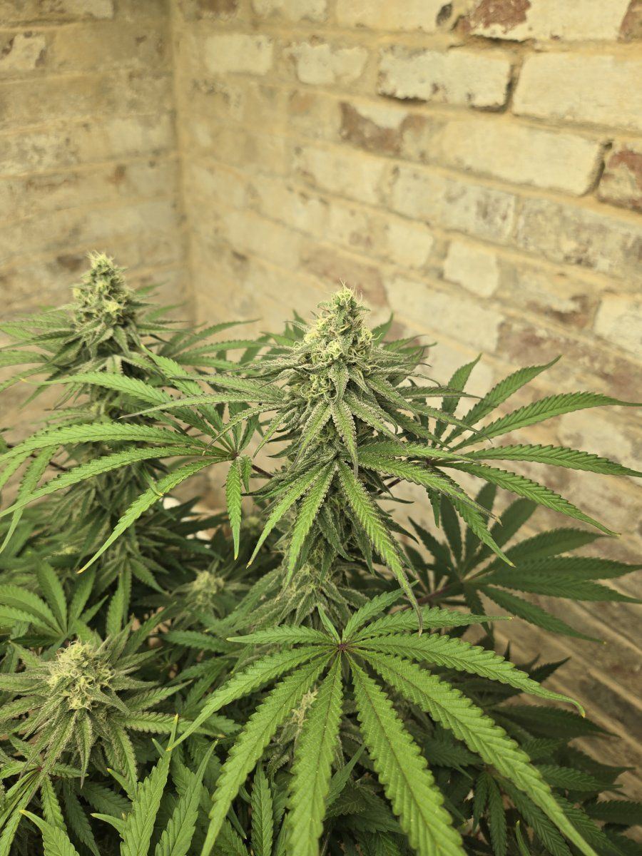 New mammoth mint white grow 6