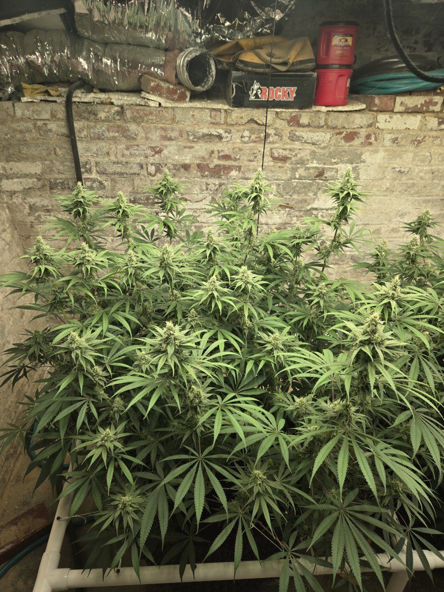 New mammoth mint white grow